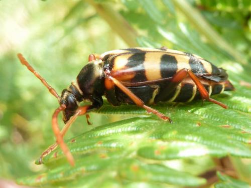 [Leptura aurulenta] Couleur d'or, par endroits Le Monde